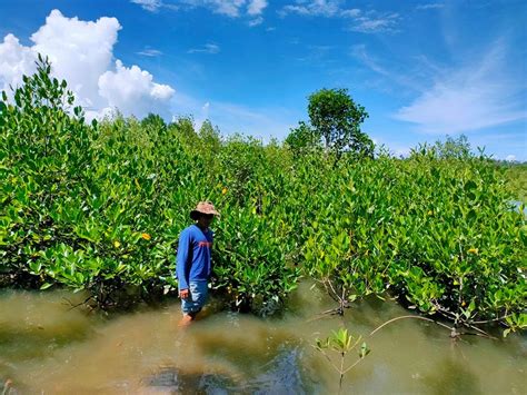 cenro tacloban|Restoring the mangroves of Nula.